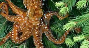 treeocto enlarged